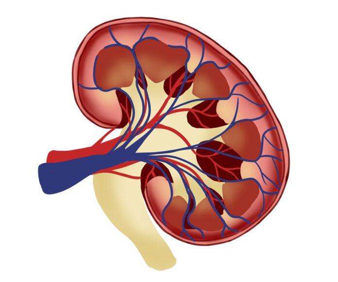 First-full-characterization-of-kidney-microbiome-unlocks-potential-to-prevent.jpg