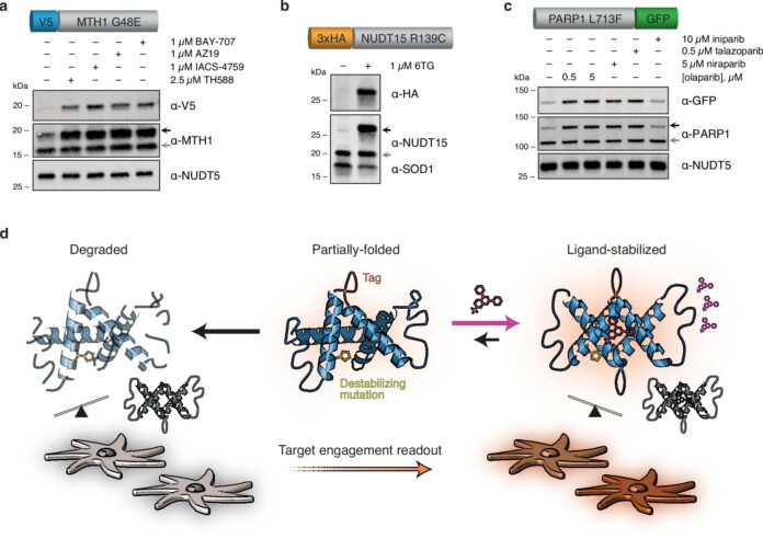 New-method-of-drug-discovery-and-development-offers-better-understanding.jpg