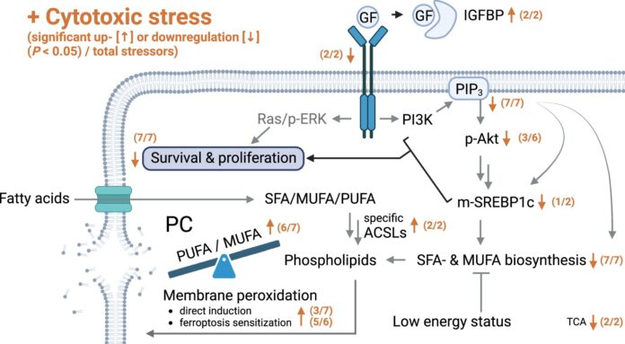 Cytotoxic-agents-expose-cancer-cells-to-ferroptosis.jpg