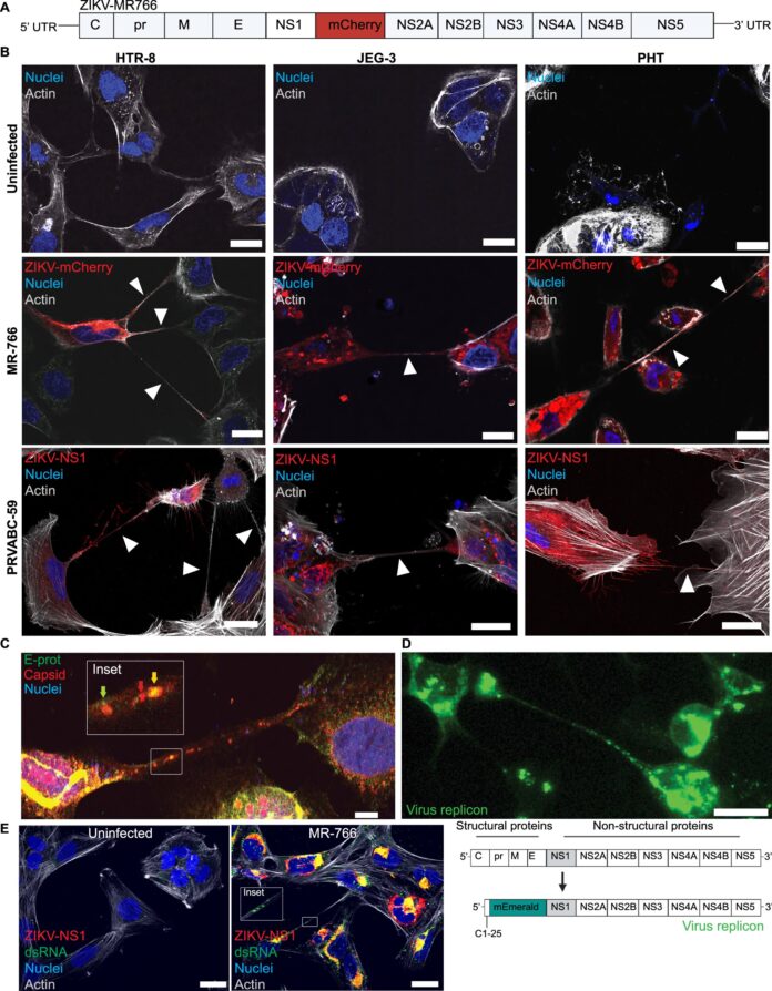 How-Zika-builds-tunnels-to-covertly-infect-cells-of-the.jpg