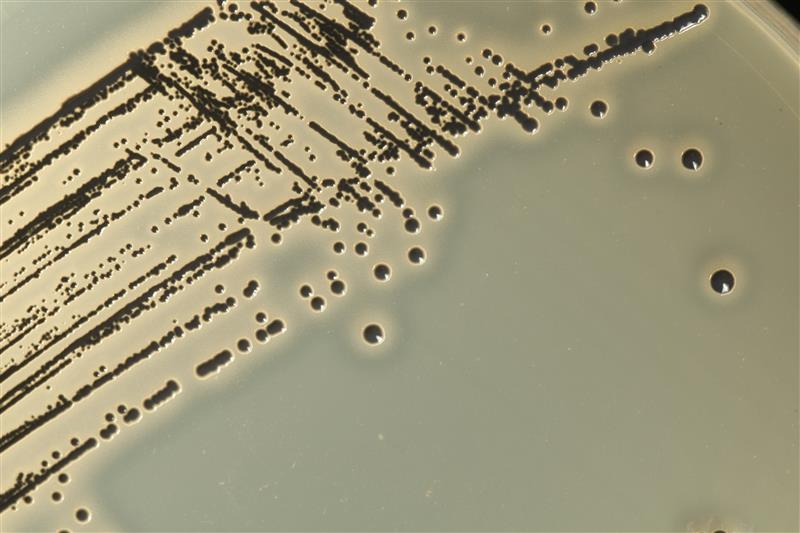 Bacterium S. aureus, NCTC 6571