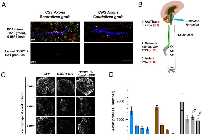 Expression of G3BP1 acidic domain in CNS neurons facilitates axon regeneration. Credit: Proceedings of the National Academy of Sciences (2025). DOI: 10.1073/pnas.2411811122 Research team unlocks clues to repairing damaged nerves