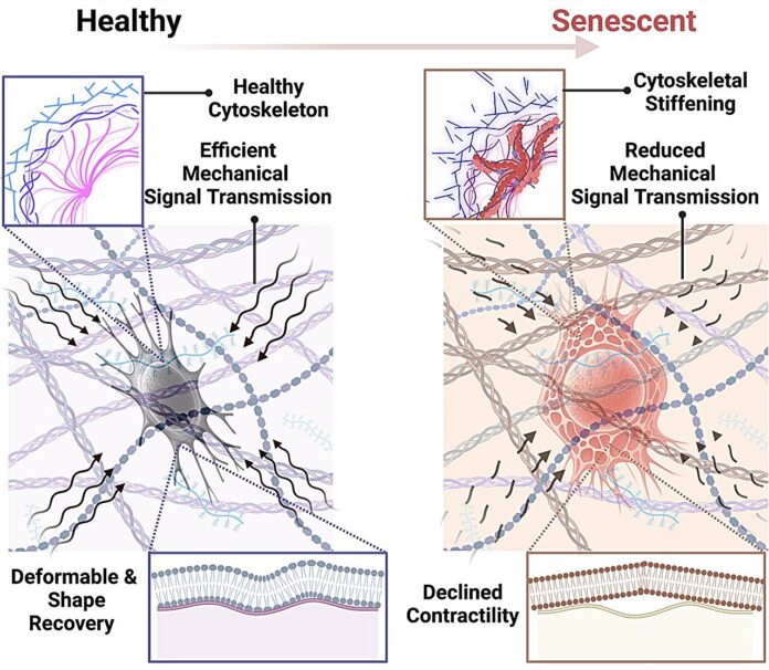 Study-reveals-how-aging-affects-bone-cell-structure-and-function.jpg