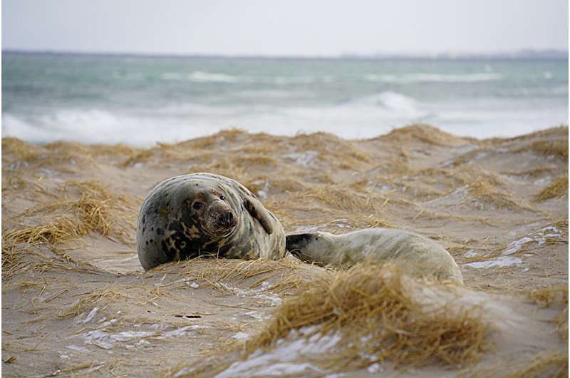 Studying how seals adapt to extreme environments could lead to benefits in human reproductive health