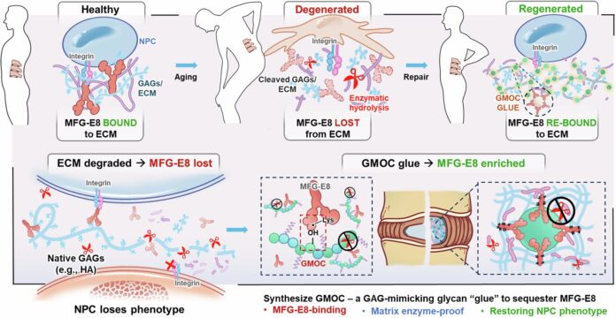 Enzyme-resistant-glycan-glue-ameliorates-spinal-disk-degeneration-in-animal-models.jpg