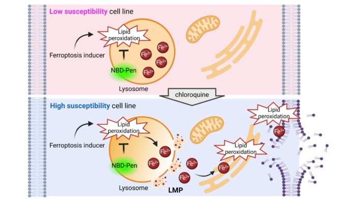 Lysosome-destabilization-found-to-drive-iron-dependent-cell-death-in-cancer.jpg