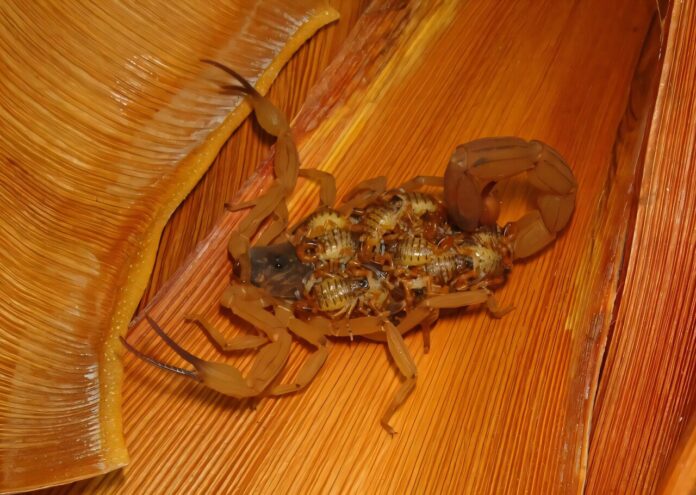 Silent-scorpion-sting-epidemic-in-Brazil-driven-by-urbanization-and-climate.jpg
