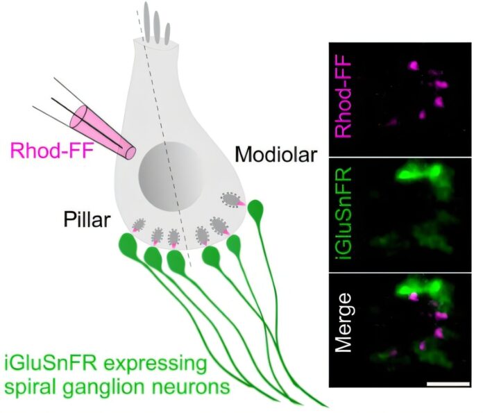 How-dysfunction-of-a-cellular-calcium-channel-affects-hearing.jpg