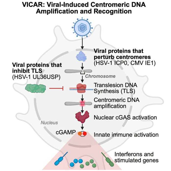 Researchers-establish-direct-link-between-centromeres-and-immunity-for-the.jpg