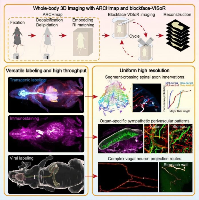 3D-imaging-system-reveals-fine-architecture-of-peripheral-nervous-systems.jpg
