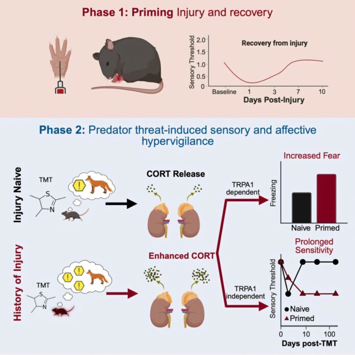Injured-once-triggered-forever-How-the-brain-rewrites-stress-responses.jpg