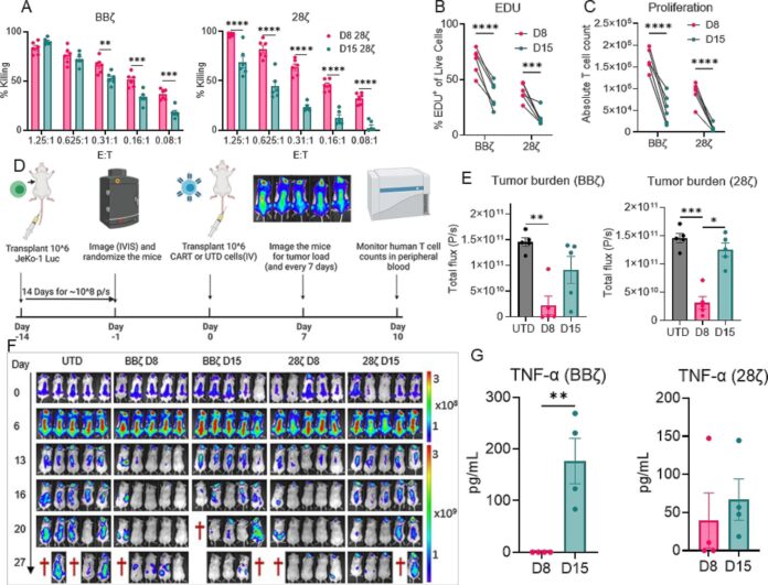 Researchers-link-CAR-T-cell-aging-to-cancer-relapse.jpg