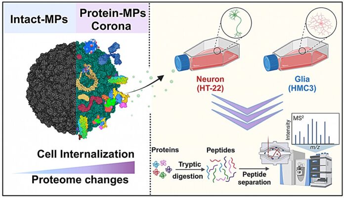 Protein-bound-microplastics-can-disrupt-brain-cells-and-potentially-cause-neurotoxicity.jpg
