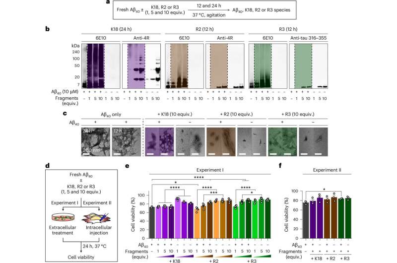 Communication between tau and amyloid-β proteins found to mitigate Alzheimer's toxicity