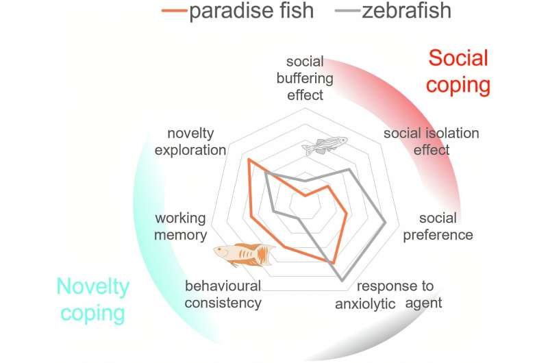 Comparison of zebrafish and paradise fish of late larval stage in several assays tracing out the possible fields of use of the two species. Credit: Communications Biology (2025). DOI: 10.1038/s42003-025-08556-0 Two fish species, two strategies – a new model to study working memory