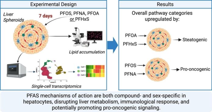How-PFAS-disrupt-healthy-function-in-human-liver-cells.jpg