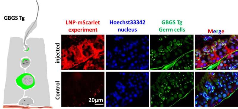 LNP is delivered to both germ cells and Sertoli cells. Credit: Mashiko et al., 2025. Published in PNAS under CC-BY license. DOI: 10.1073/pnas.2516573122 mRNA therapy restores sperm production and fertility in mice
